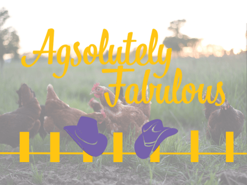 Chickens and the Agsolutely Fabulous image